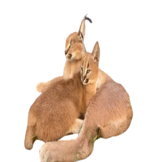 👄 emoji Caracal Telegram sticker 18 of 30