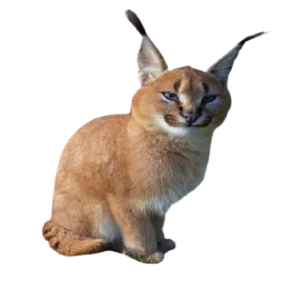 Sticker from Caracal