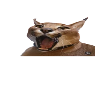 😱 emoji Caracal Telegram sticker 9 of 30