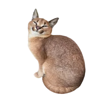 Sticker from Caracal