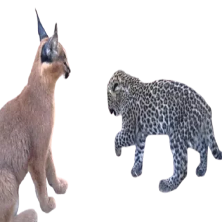 😼 emoji Caracal Telegram sticker 24 of 30