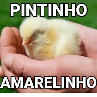 😀 emoji Tipos de Pintos - Pintos memes Telegram sticker 16 of 17