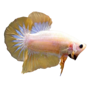 🐟 emoji piecky's ikan cupang Telegram sticker 10 of 19