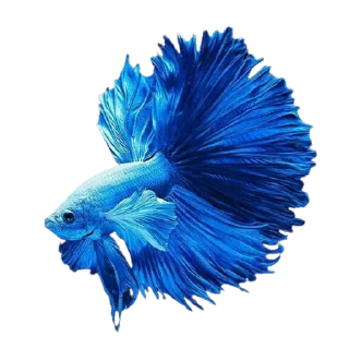 🐟 emoji Cupang @StoreAesther Telegram sticker 14 of 19
