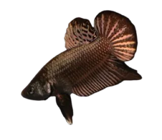 🐟 emoji piecky's ikan cupang Telegram sticker 5 of 19