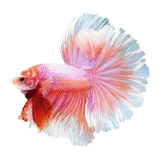 🐟 emoji Cupang @StoreAesther Telegram sticker 18 of 19