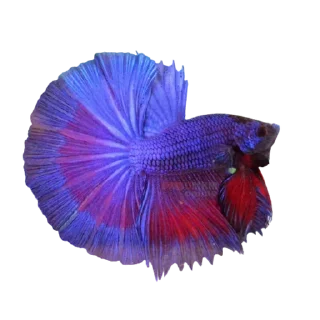 🐟 emoji Cupang @StoreAesther Telegram sticker 7 of 19