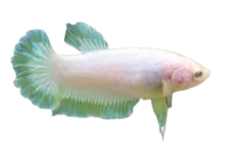 Sticker from piecky's ikan cupang