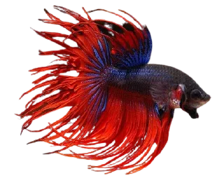 🐟 emoji piecky's ikan cupang Telegram sticker 12 of 19