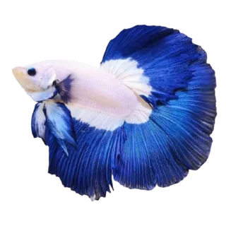 🐟 emoji Cupang @StoreAesther Telegram sticker 6 of 19