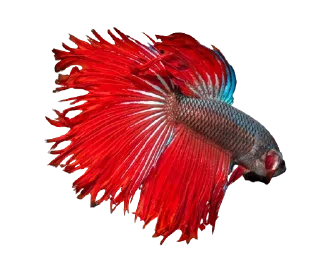 🐟 emoji piecky's ikan cupang Telegram sticker 15 of 19