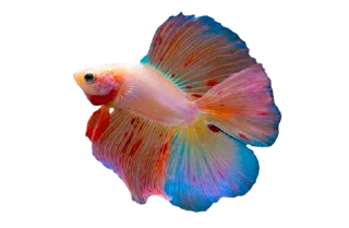 🐟 emoji Cupang @StoreAesther Telegram sticker 8 of 19