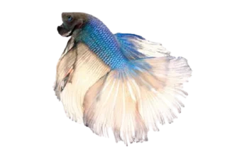 🐟 emoji piecky's ikan cupang Telegram sticker 8 of 19