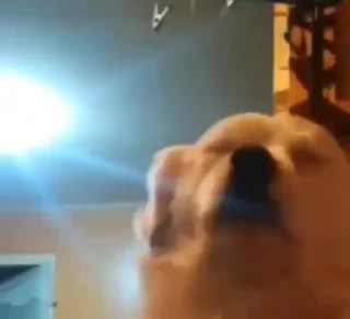 😝 emoji 搖頭 Telegram sticker 3 of 14