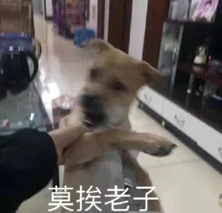🐶 emoji 免费嫩模裸聊 空降美女 @obzsb789 Telegram sticker 13 of 120