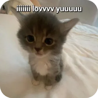 🐱 emoji Pussy* Telegram sticker 19 of 26