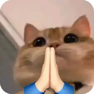 🐱 emoji Pussy* Telegram sticker 23 of 26