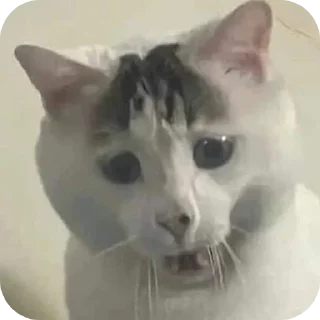 🐱 emoji Pussy* Telegram sticker 8 of 26