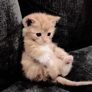 Sticker from ꧑ᥱoᥒg ᥉tιᥴkιᥱ ρᥲᥴk — @ORISHASATIVA