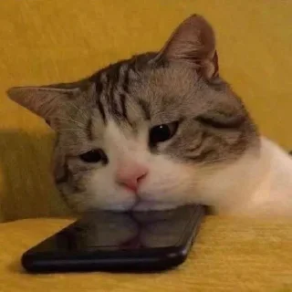 🐈 emoji ㅤㅤ @Fckmne ✧ @OLDLlBRARY Telegram sticker 6 of 55