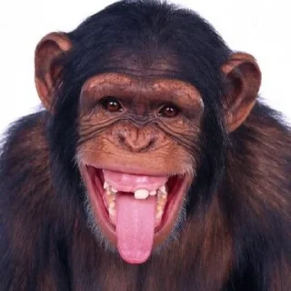 🙉 emoji SL_Group® Telegram sticker 3 of 13