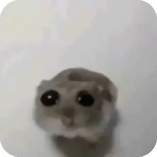 🥺 emoji Nigger Telegram sticker 17 of 99