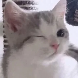 🤔 emoji @Sticker_wow Meaw 🐈 Telegram sticker 10 of 77