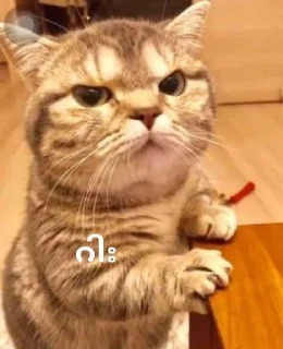 😣 emoji Cute 🐈 cat Telegram sticker 8 of 65