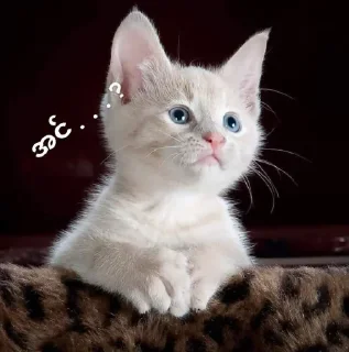 ❓ emoji Cute 🐈 cat Telegram sticker 22 of 65