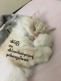 😴 emoji Cute 🐈 cat Telegram sticker 10 of 65