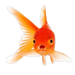 🫥 emoji Ikan Didudod Telegram sticker 7 of 22