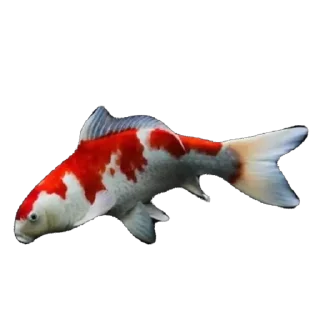 🫥 emoji Ikan Didudod Telegram sticker 20 of 22