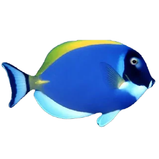 🫥 emoji Ikan Didudod Telegram sticker 11 of 22