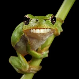 🐸 emoji Pro max Telegram sticker 15 of 16
