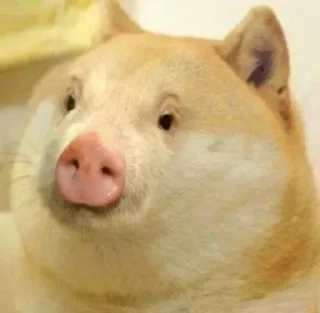 🐷 emoji ahh Telegram sticker 13 of 59