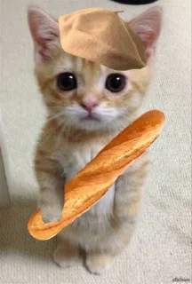 🐱 emoji dudul tercinta Telegram sticker 12 of 24