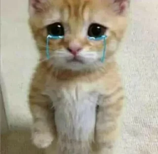 🐱 emoji dudul | @tikeltikelimued Telegram sticker 9 of 19