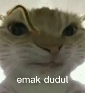 🐱 emoji dudul tercinta Telegram sticker 7 of 24