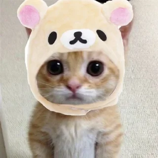 🐱 emoji dudul Telegram sticker 8 of 17