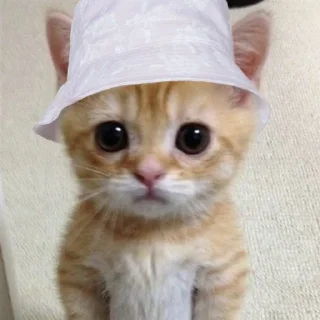 🐱 emoji dudul Telegram sticker 13 of 17