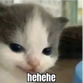 😺 emoji Maru Habay - Cat Pack😼 Telegram sticker 8 of 119
