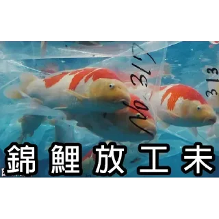 🤔 emoji 锦鲤表情包 Telegram sticker 14 of 85