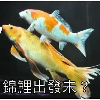 🫥 emoji 锦鲤表情包 Telegram sticker 5 of 85
