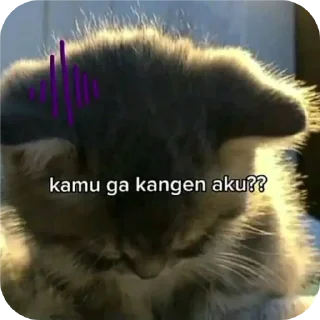 🐱 emoji setikerr Telegram sticker 20 of 32