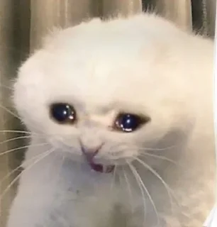 🥺 emoji h a n a ❥'s Favorites (@CalsiBot) Telegram sticker 7 of 63