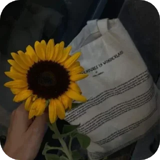 Sticker from Sunflower 🌻