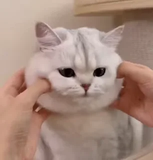 ☺ emoji ֆɦαʍɨռα ӄɛȶƈɦʊʍ💞(meoww) (@CalsiBot) Telegram sticker 21 of 46