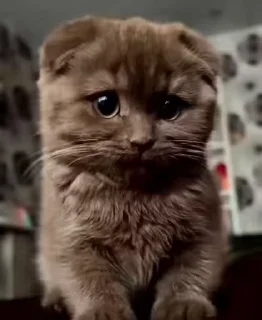 🥺 emoji ֆɦαʍɨռα ӄɛȶƈɦʊʍ💞(meoww) (@CalsiBot) Telegram sticker 24 of 46