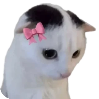 🐱 emoji Meoww Telegram sticker 23 of 120