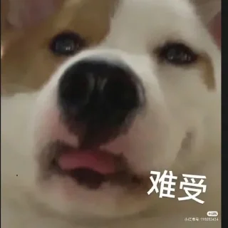 🌟 emoji oshimeinu~修狗 Telegram sticker 11 of 41